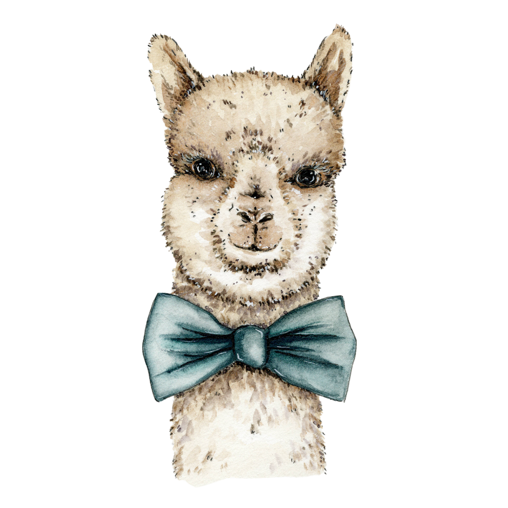 The BOWTIE Collection - No.5 Bowtie Alpaca - VORBESTELLUNG